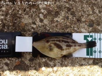 ¤Á¤Ó¥«¥ï¥Ï¥®