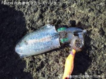 �����ꥤ��