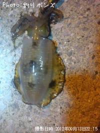 �����ꥤ��