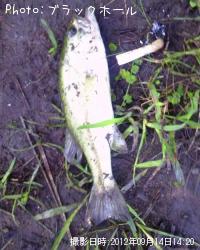 �֥�å��Х�