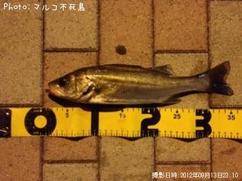 �����Х�