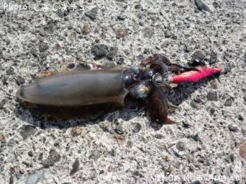 �����ꥤ��