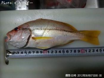 ¥¿¥Æ¥Õ¥¨¥À¥¤¡¿¥Ó¥¿¥í¡Á