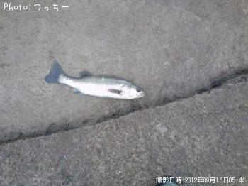 ¥·¡½¥Ð¥¹