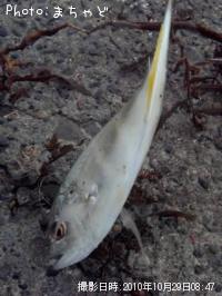 ���ޥ���