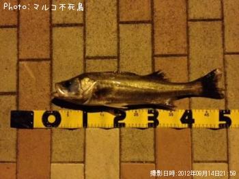 �����Х�