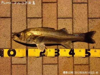 �����Х�