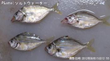 ¥¼¥ó¥á