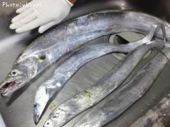 ¥¥Ó¥ì¥¿¥Á¥¦¥ª