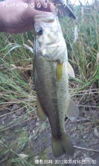 ¥Ö¥é¥Ã¥¯¥Ð¥¹