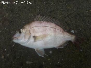 �ޥ����λҡ�