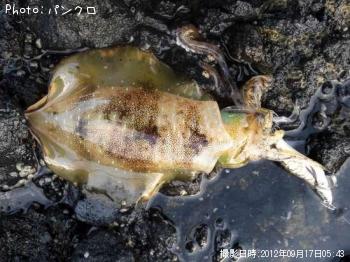 ¥¢¥ª¥ê¥¤¥«