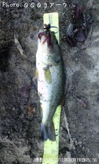 �֥�å��Х�