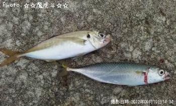 ¥¢¥¸¡¢¥µ¥Ð