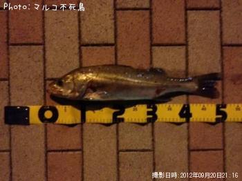 �����Х�