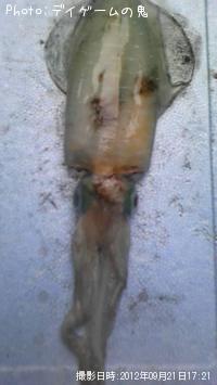 ¥¢¥ª¥ê¥¤¥«