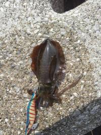 ¥¢¥ª¥ê¥¤¥«