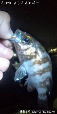 ���ꥢ��Х�