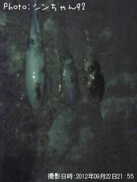 ¥¢¥ª¥ê¥¤¥«