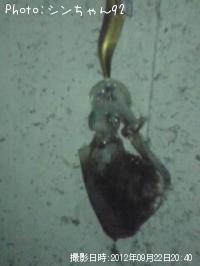 ¥¢¥ª¥ê¥¤¥«