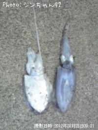 ¥¢¥ª¥ê¡¢¥³¥¦¥¤¥«