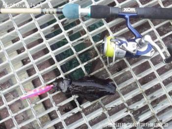 ¥¢¥ª¥ê¥¤¥«