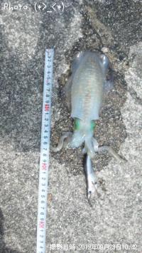 �����ꥤ��