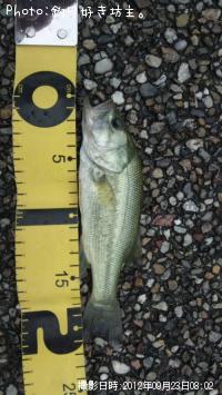 �֥�å��Х�