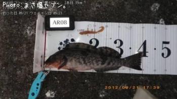 �����ʥ�