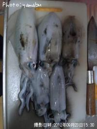 ¥¢¥ª¥ê¥¤¥«