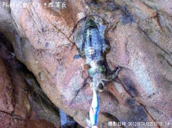 ¥¢¥ª¥ê¥¤¥«