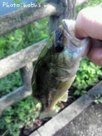 ¥Ö¥é¥Ã¥¯¥Ð¥¹