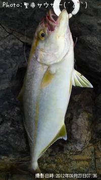 ����ѥ���