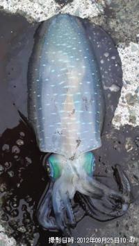 �����ꥤ��