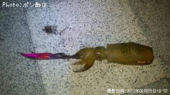 ¥¢¥ª¥ê¥¤¥«