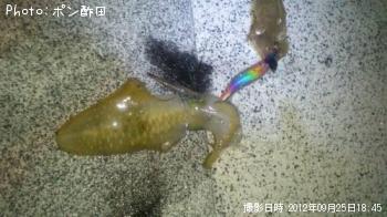 ¥¢¥ª¥ê¥¤¥«