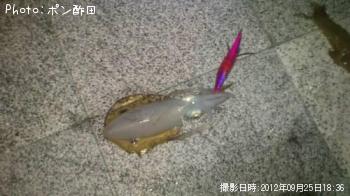 ¥¢¥ª¥ê¥¤¥«