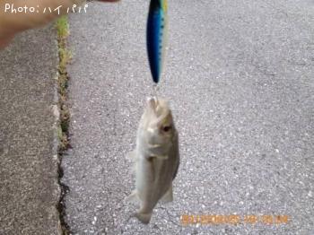 �����Х�