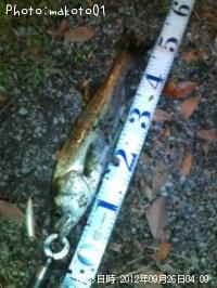 ¥·¡¼¥Ð¥¹