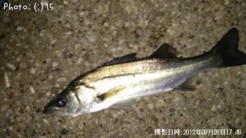 Ʀ�����Х�