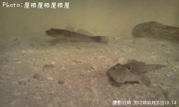 ���ʥ������������亮���ץ����������ϥ���