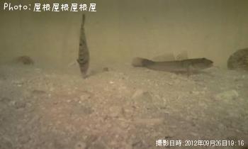 ���ʥ������������亮���ץ����������ϥ���