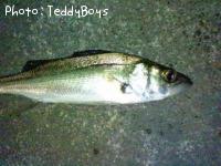 �����Х�