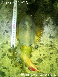 ¥¢¥ª¥ê¥¤¥«