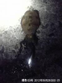 �����ꥤ��