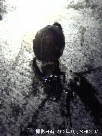 �����ꥤ��