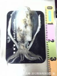 �����ꥤ��