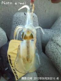 �����ꥤ��