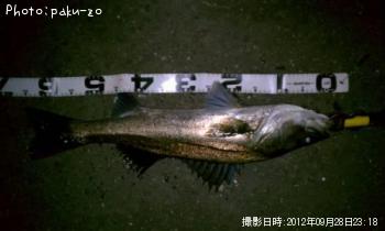 �����Х�