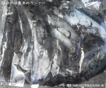 ¥¢¥ª¥ê¥¤¥«